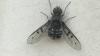 Anthrax sticticus
